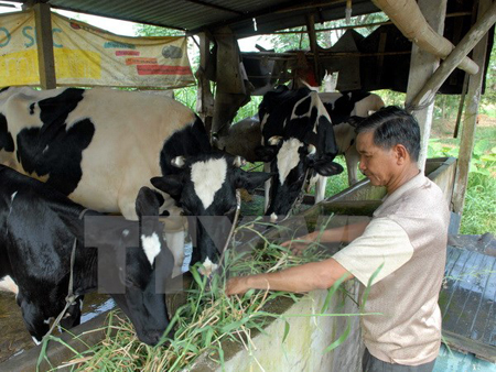 Nhờ vay vốn giảm nghèo để chăn nuôi bò, cuộc sống nhiều gia đình đã ổn định, thoát nghèo bền vững.